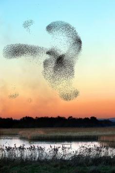 You Won't Believe These Patterns Created by Flocks of Birds in Flight. _PHOTOGRAPHER: secure.flickr.com... _FOUND AT: io9.com/...