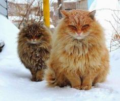Siberian cats