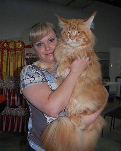 Maine Coon--what a beauty! This is a big Cat!