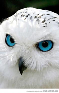 Snow owl has mesmerizing blue eyes…