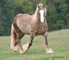 Silver Chocolate Dappled Draft Horse: I think this horse is a really rare breed:)