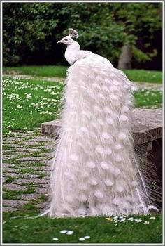 White peacock