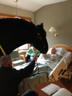 This police horse came to see his former rider in hospice – so great to see that they allowed this.