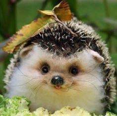 Delightfully Derpy Hedgehog