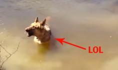 
                        
                            GONE VIRAL: Dog Throws Hissy Fit When Told It’s Time To Stop Swimming!
                        
                    