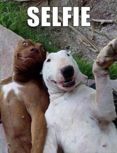 These dogs are better than taking selfies than me. I don't even know if I spelled selfie right. Did I?