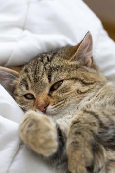 "Cats are connoisseurs of comfort." --James Herriot