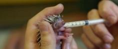 This Is A 4-Day-Old Baby Hedgehog Being Hand-Fed. You'll Lose It.