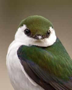Violet-green swallow. Beautiful color pattern and sweet appearance, this swallow lives only in America and nests in cavities in a tree or rock crevice.