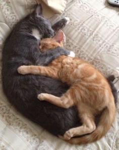 
                        
                            OP says:  We took in a stray cat that had a nasty eye infection, so bad that we had to take his eyes out. Being completely blind, one of our older cats decided to take care and help him around the house. I found them later asleep like this"  ^..^
                        
                    