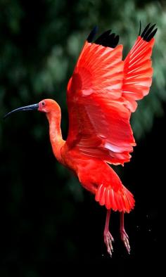 The Scarlet Ibis (Eudocimus ruber) inhabits tropical South America and islands of the Caribbean.