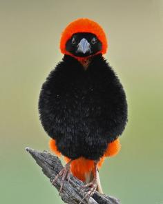 fairy-wren: southern red bishop