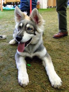 
                        
                            Northern Inuit Shepherd--wolf hybrid! Future puppy I'm going to get some day.
                        
                    