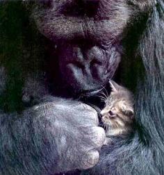 You know Koko the gorilla, who could communicate with sign language? Well, she had a pet kitten, and one time Koko’s trainers went to visit Koko and saw that the sink had been ripped out of the wall. Koko, when asked who had done it, blamed it on the cat. | The 35 Cutest Facts Of All Time