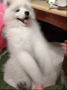 
                        
                            The 47 Absolute Greatest Dog GIFs Of 2013
                        
                    