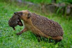 Hedgehog mother love