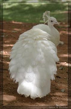 White Peacock.