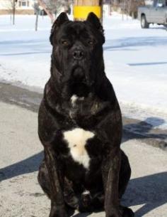 
                        
                            Cane Corso Mastiffs
                        
                    