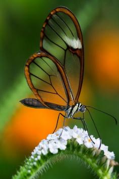 
                        
                            Glasswinged Butterfly | Amazing Pictures - Amazing Pictures, Images, Photography from Travels All Aronud the World
                        
                    