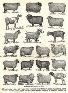 varieties of sheep