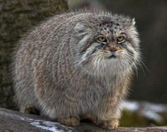 Manul or Pallas's Cat from Russia