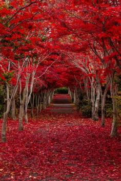 ✯ Crimson Forest - Hokkaido, Japan...yet another reason going to Japan will also be on my bucket list.