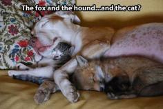 The fox and the hound, featuring a new character…