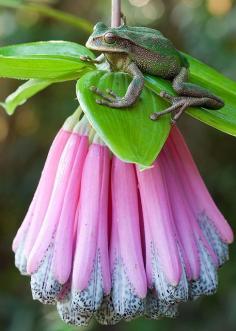 Gastrotheca plumbea, Flowers Garden Love