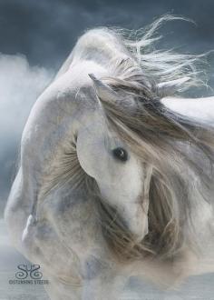 
                        
                            Trueno ~ Andalusian Stallion
                        
                    