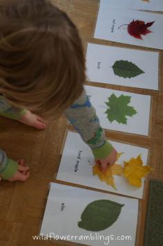 Leaf Identification Cards {free printable!} - Wildflower Ramblings ~~ This printable won't work for our region. Could laminate and/or color copy some local leaves to make our own.