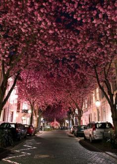 
                        
                            Cherry Blossom Avenue in Bonn, Germany
                        
                    