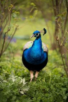 India-Blue Peacock