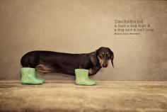 
                        
                            Doxie in galoshes.
                        
                    