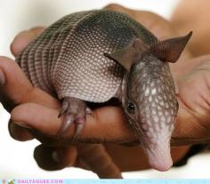 Armadillos are mammals with a leathery armor shell. The smallest species, the pink fairy armadillo, is roughly chipmunk-sized at 3.0 oz  4.3 in total length. The largest species, the giant armadillo, can be the size of a small pig, weigh up to 130 lb and are over 39 in long.They are prolific diggers. Many species use their sharp claws to dig for food, such as grubs, and to dig dens.  baby