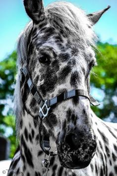 
                        
                            Appy indian horse Appaloosa horse equine native american pony leopard blanket spotted snow cap
                        
                    