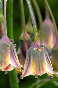 Dew on flowers