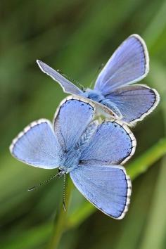 
                        
                            Beautiful Butterflies.
                        
                    