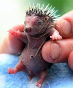 Two days old baby hedgehog.