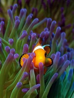 
                        
                            Sea Anemone and Clownfish. Contrary to popular belief that clownfish live in any anemone, only 10 percent of anemone species form a symbiotic relationship with the fish, uh-NEM-uh-nee) often mistaken for plants are actually predatory animals closely related to Coral and jellyfish. Anemones are polyps that attach themselves to rocks on the sea bottom or on coral reefs.
                        
                    