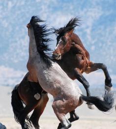 
                        
                            Two Mustangs Fighting For the Herd of Mares. Boys fighting over girls...
                        
                    