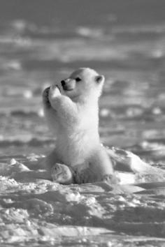 
                        
                            Baby polar bear
                        
                    