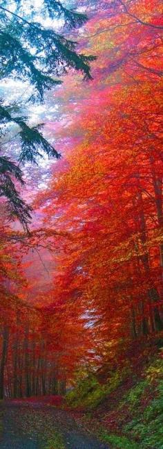 
                        
                            Fall's Splendor, Saxony Germany by Sabine Hartl on Flickr
                        
                    