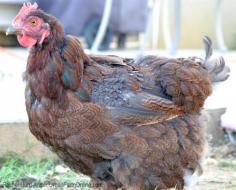 
                        
                            As chickens go through their annual molt, provide them with extra protein that will help them grow healthy new feathers.
                        
                    