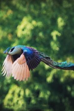 Flying Peacock by Captainskyhigh on Flickr