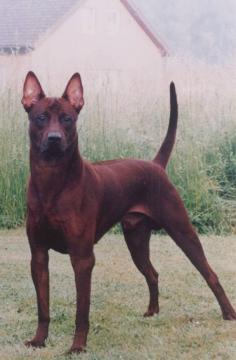 
                        
                            Thai Ridgeback
                        
                    