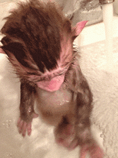 
                        
                            This monkey taking a bath. | 42 Pictures That Will Restore Your Faith In Cute
                        
                    