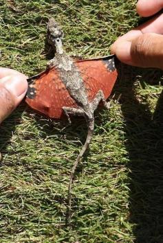 
                        
                            Dragons are real (just very tiny).
                        
                    