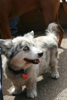 Corgi Husky mix. Or the most perfect creature I have ever seen.
