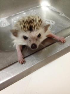 Baby hedgehog bath