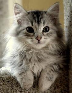 A beautiful, snuggly Siberian cat... You will be my kitty baby someday!